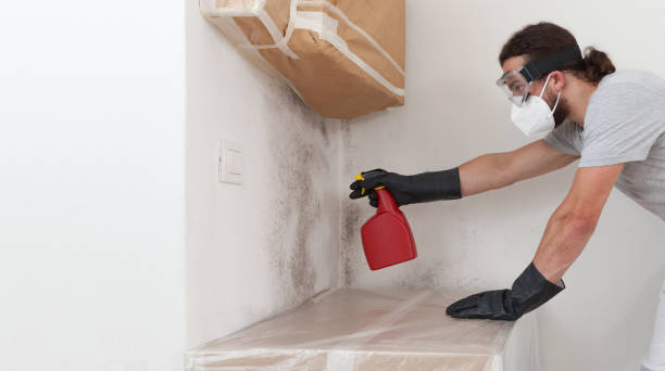Professional Basement Mold Removal technician working in Greenbrier, TN