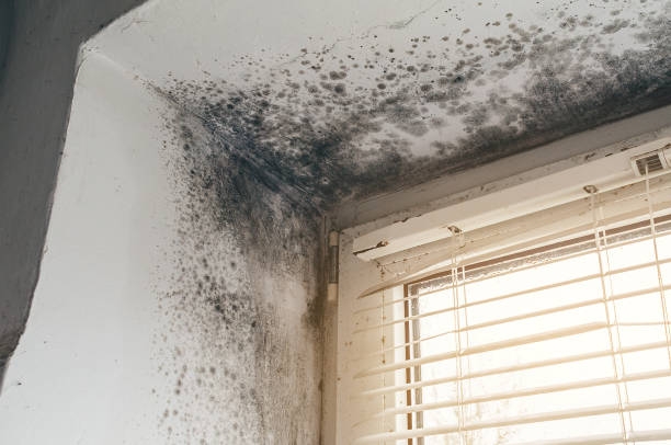Affordable Basement Mold Removal solutions in Greenbrier, TN